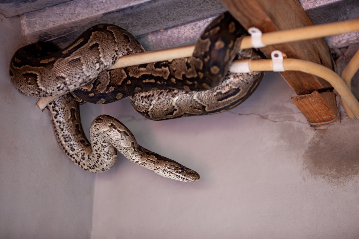 Python snake hiding in the house behind the electric wires