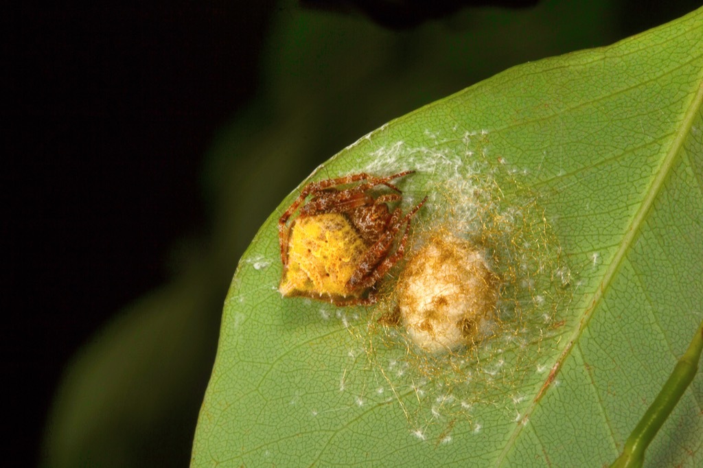 Spiders in a Colony {Spider Facts}