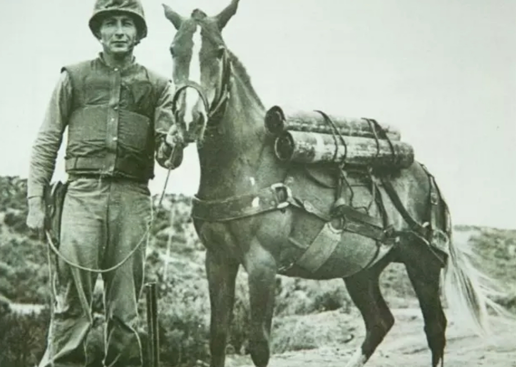 Sergeant Reckless Animals Who Are Real-Life Heroes