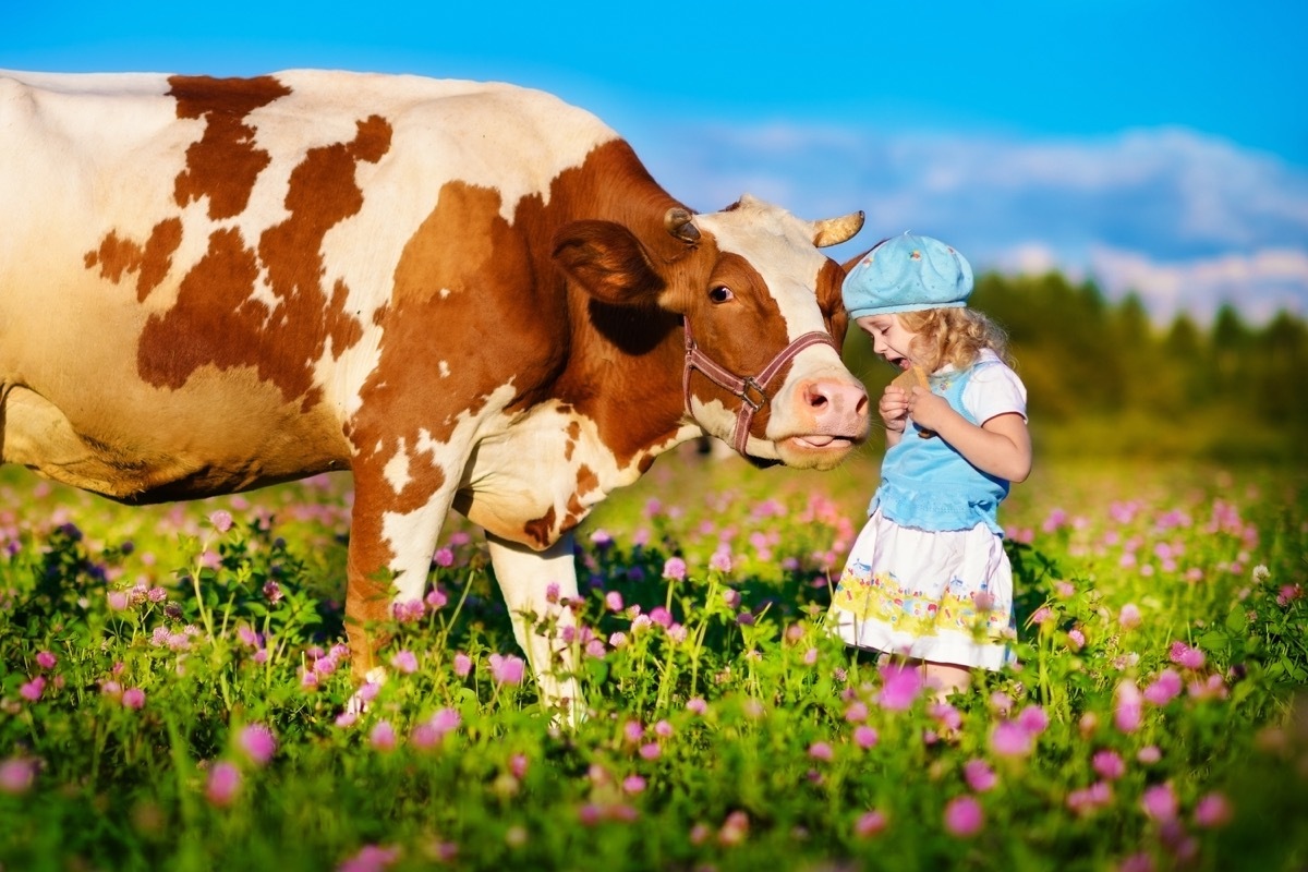 cow with child, cow photos