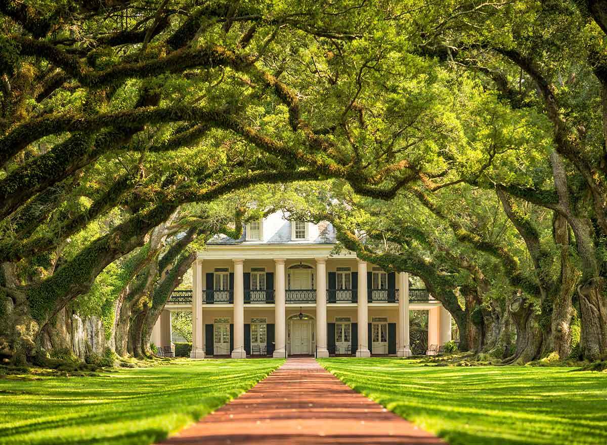 an alley of oak trees line the drive to a plantation