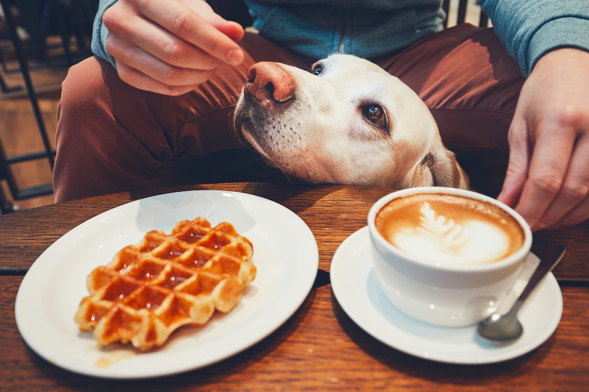 Young man with labrador retriever in the cafe. Curious dog under the table with sweet waffles and coffee.