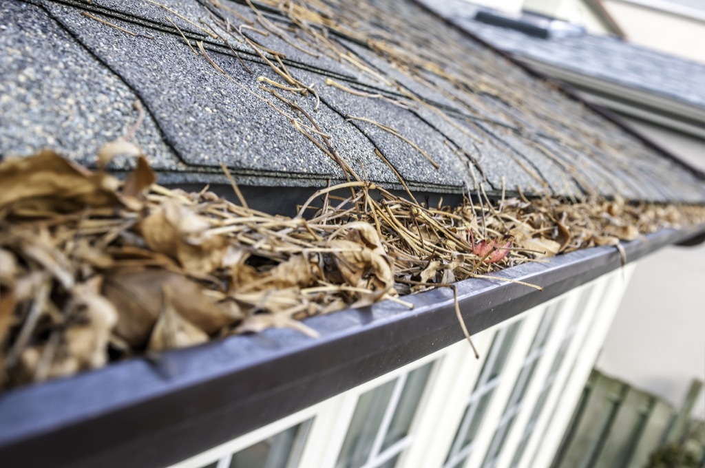 Gutter full of leaves things in your house attracting pests