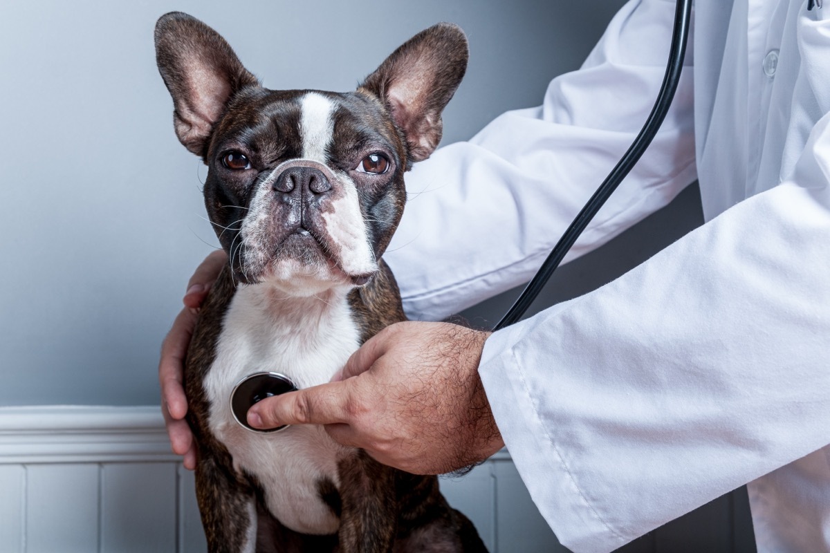 boston terrier at the vet