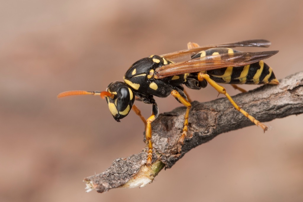 Paper wasps