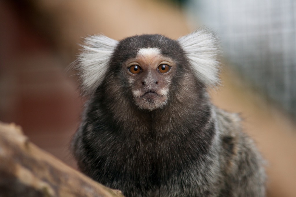 marmoset craziest emotional support animal