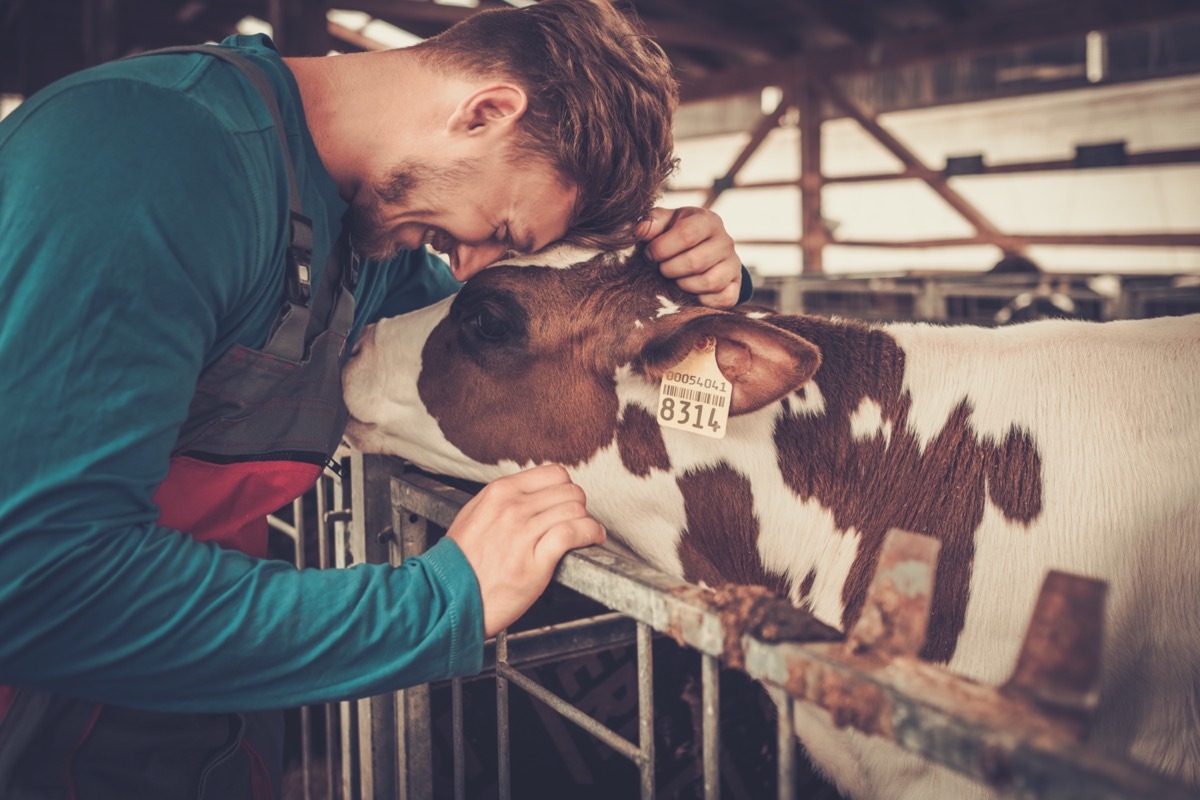 Cow and young male farmer