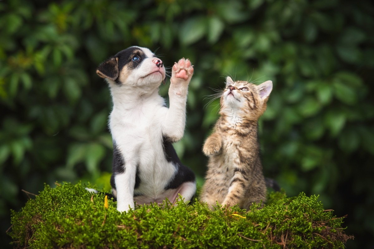 a dog and cat looking up at the sky