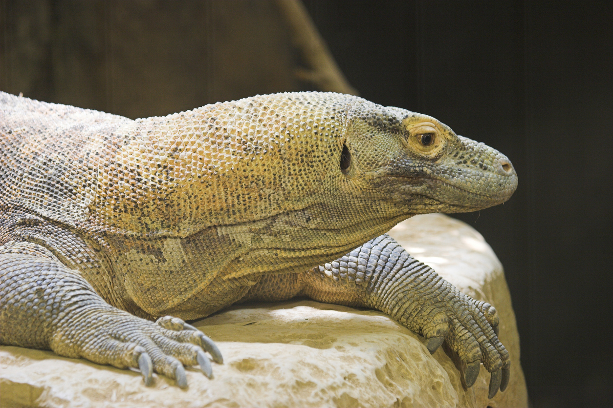 A komodo dragon at the Fort Worth Zoo