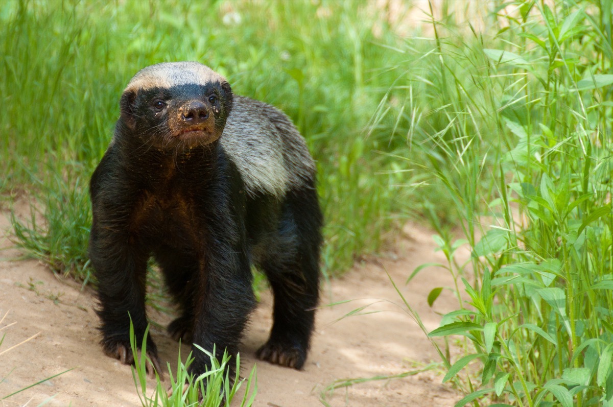 baby honey badger in the grass, dangerous deadly animals