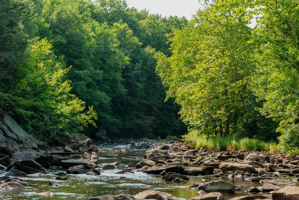 rocky river surrounded by forest