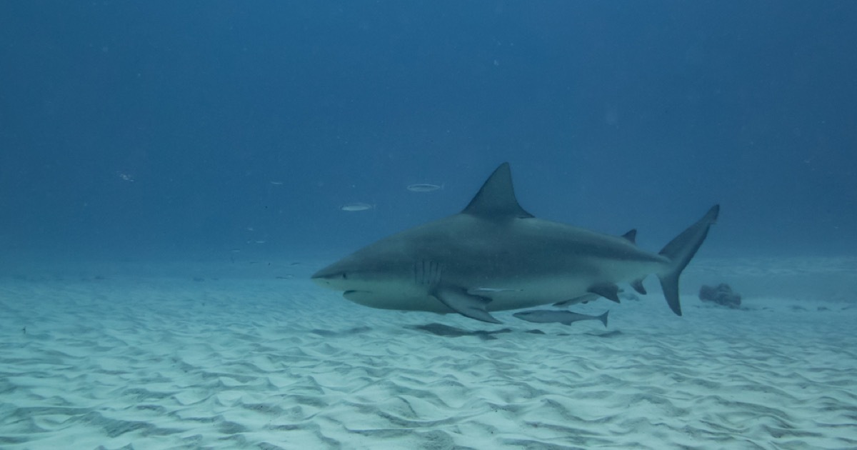 pregnant bull shark, shark photos