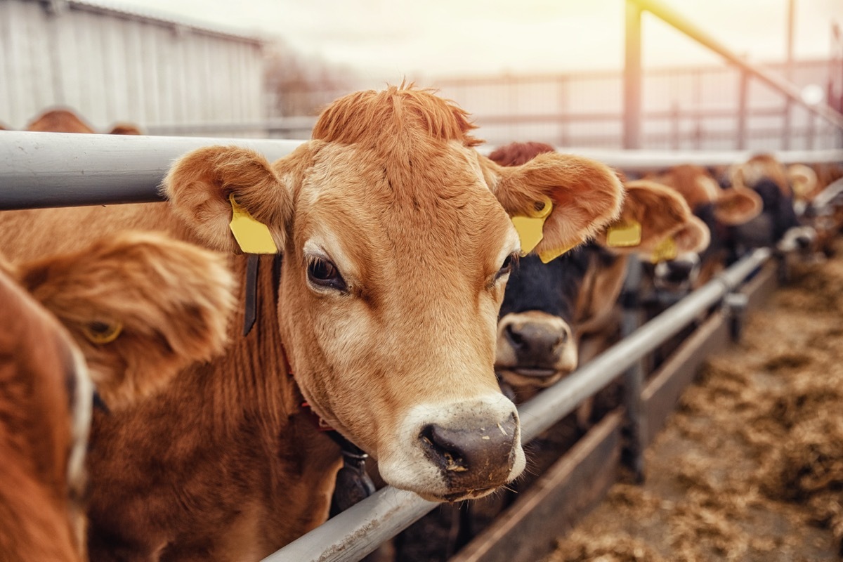 cow in a stall eating hay