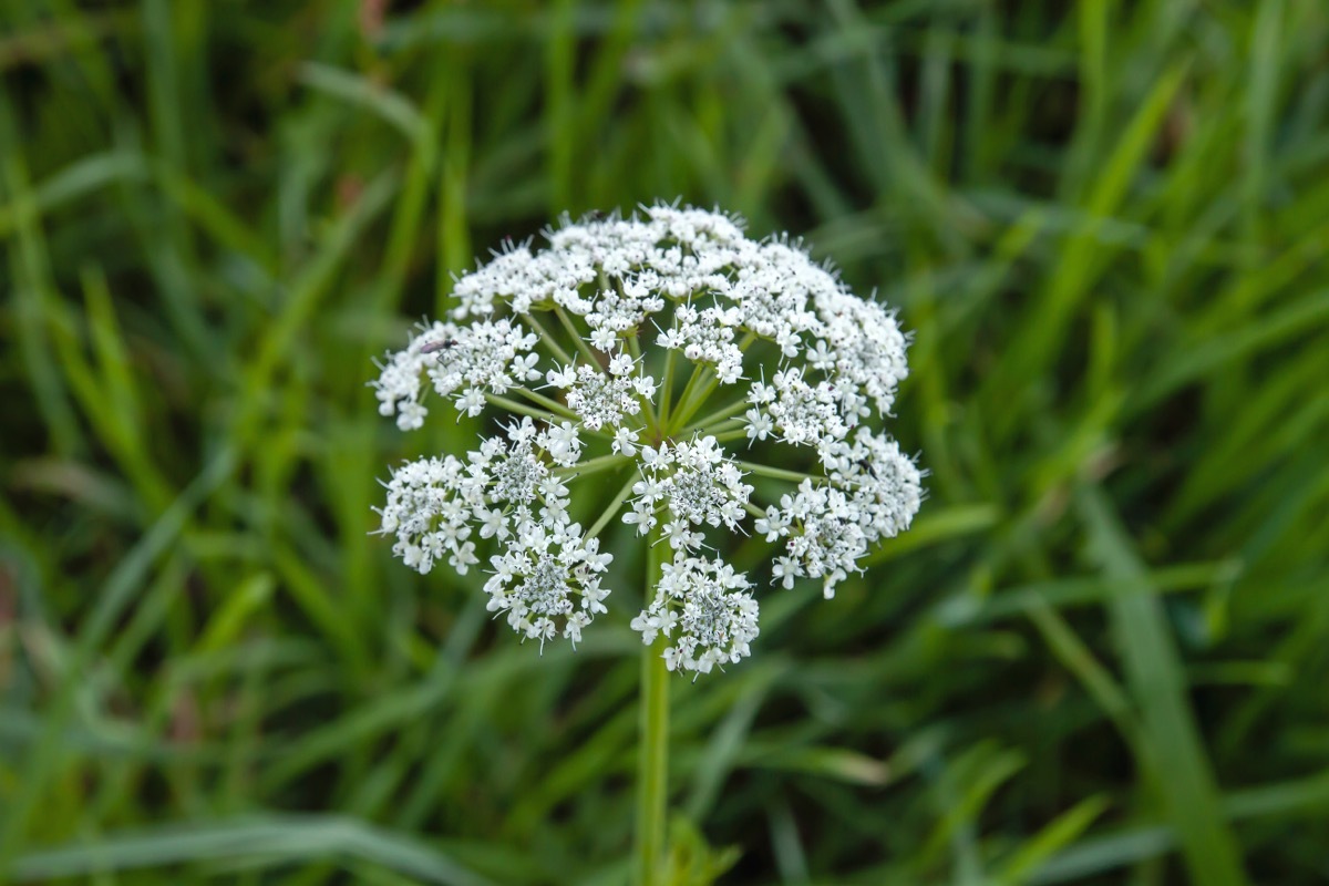 white blooms on a water hemlock plant