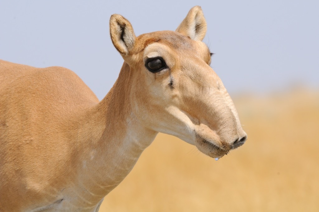 saiga antelope