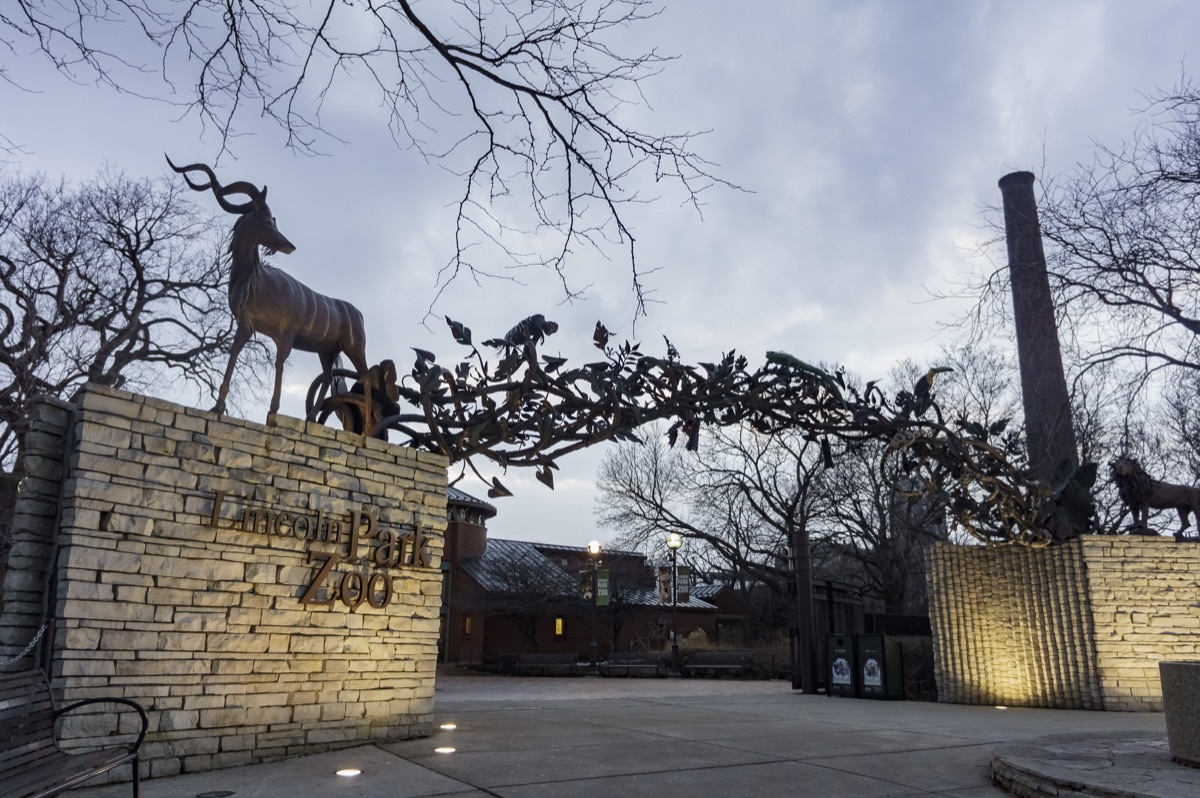 lincoln park zoo in chicago