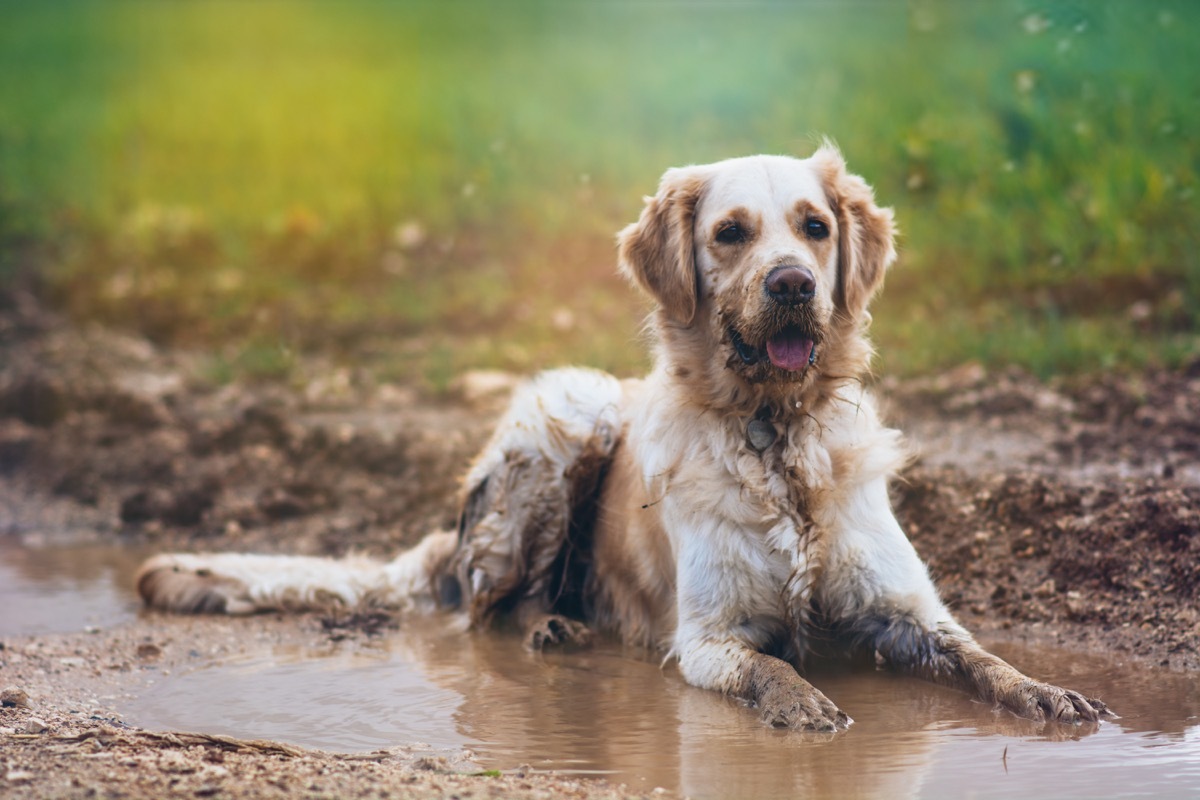 Dog outside in the rain funny pet stories