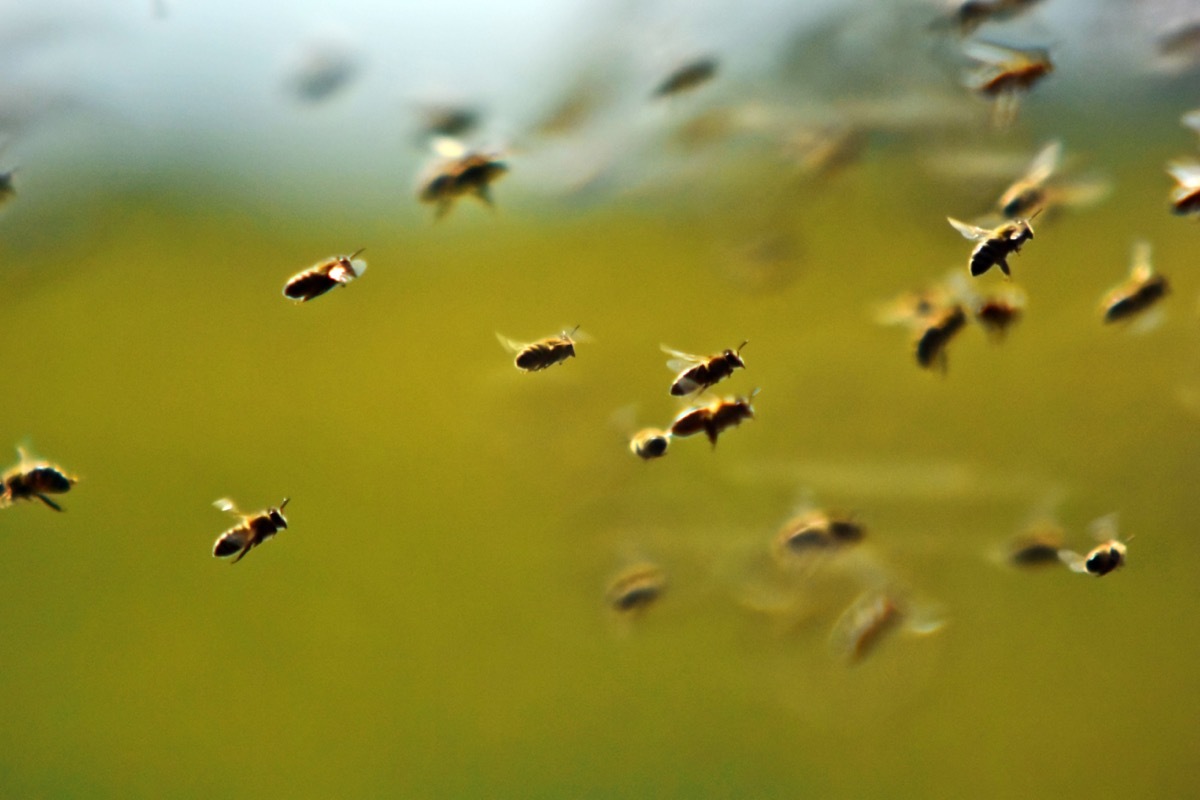 bee swarm