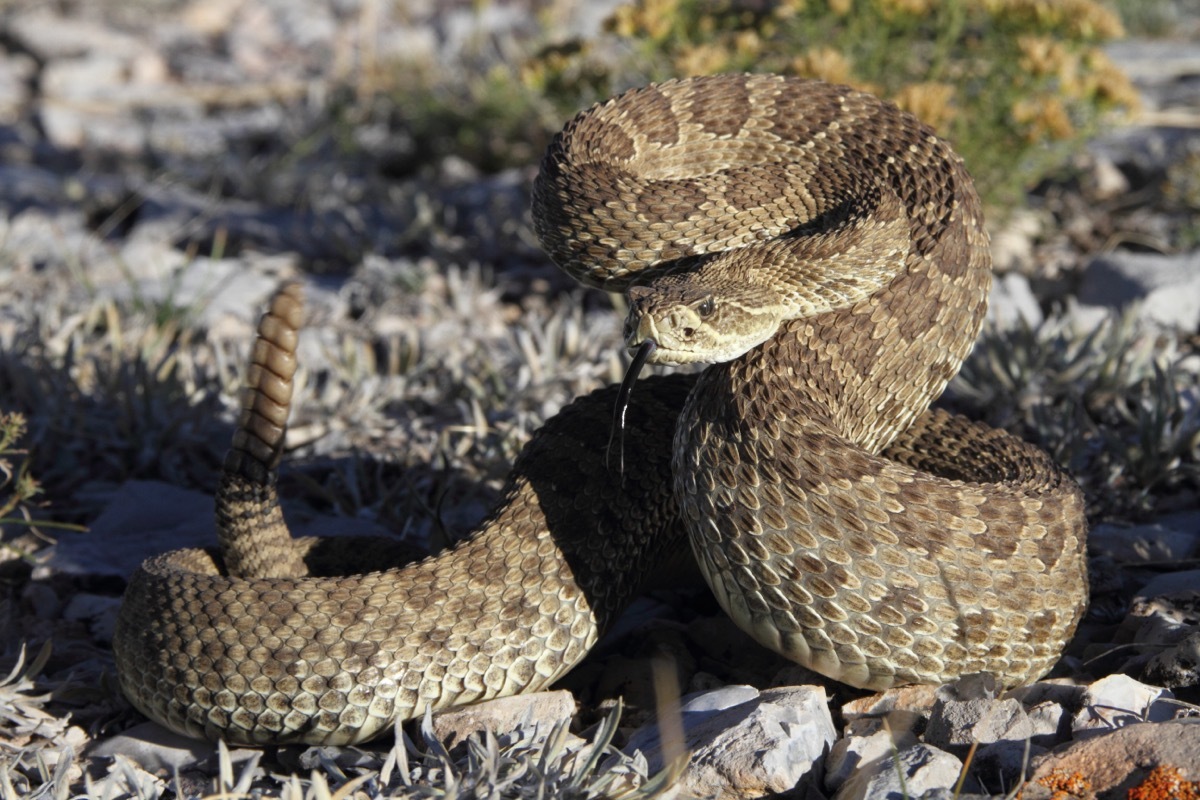 Coiled Up Rattlesnake