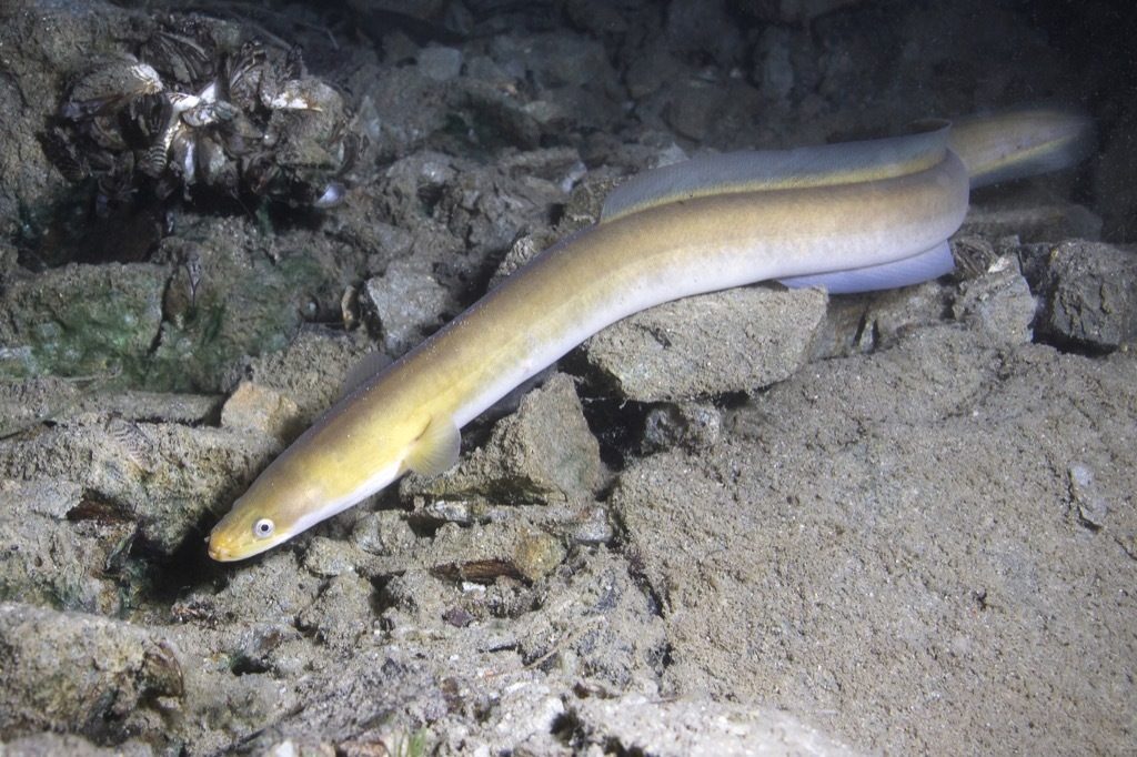 eel