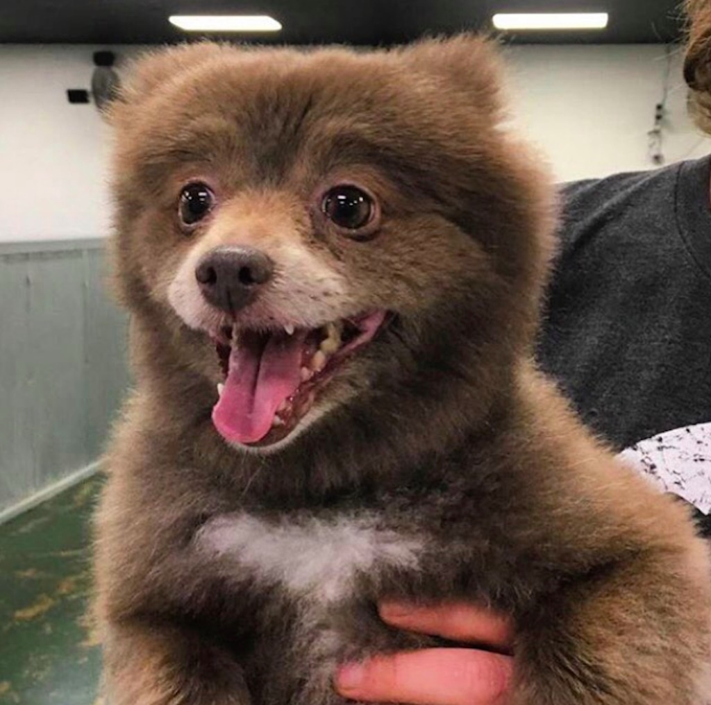 bear dog