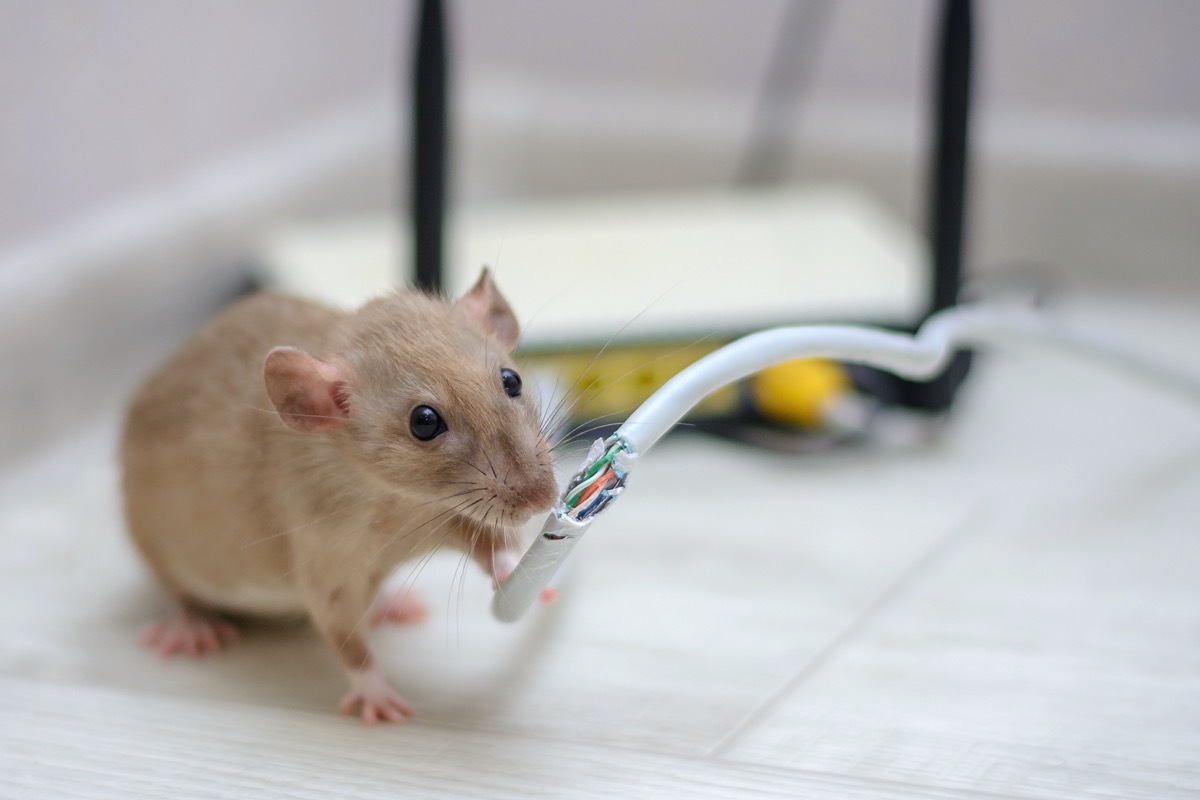 mouse chewing wire