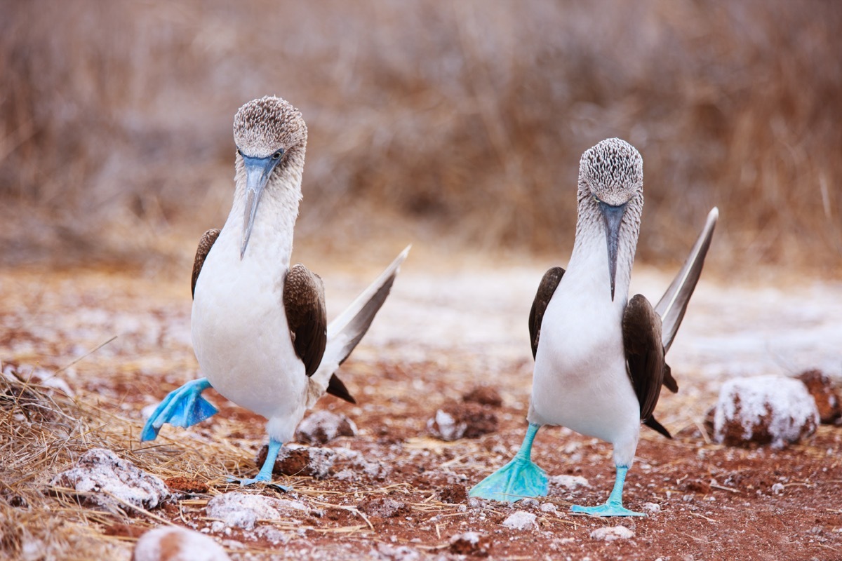 Blue-footed boobies