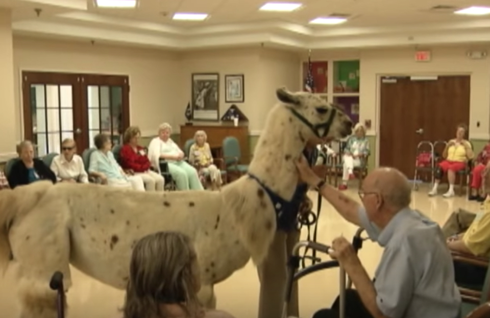 Llamas Hospice Care Animala Who Are Real-Life Heroes