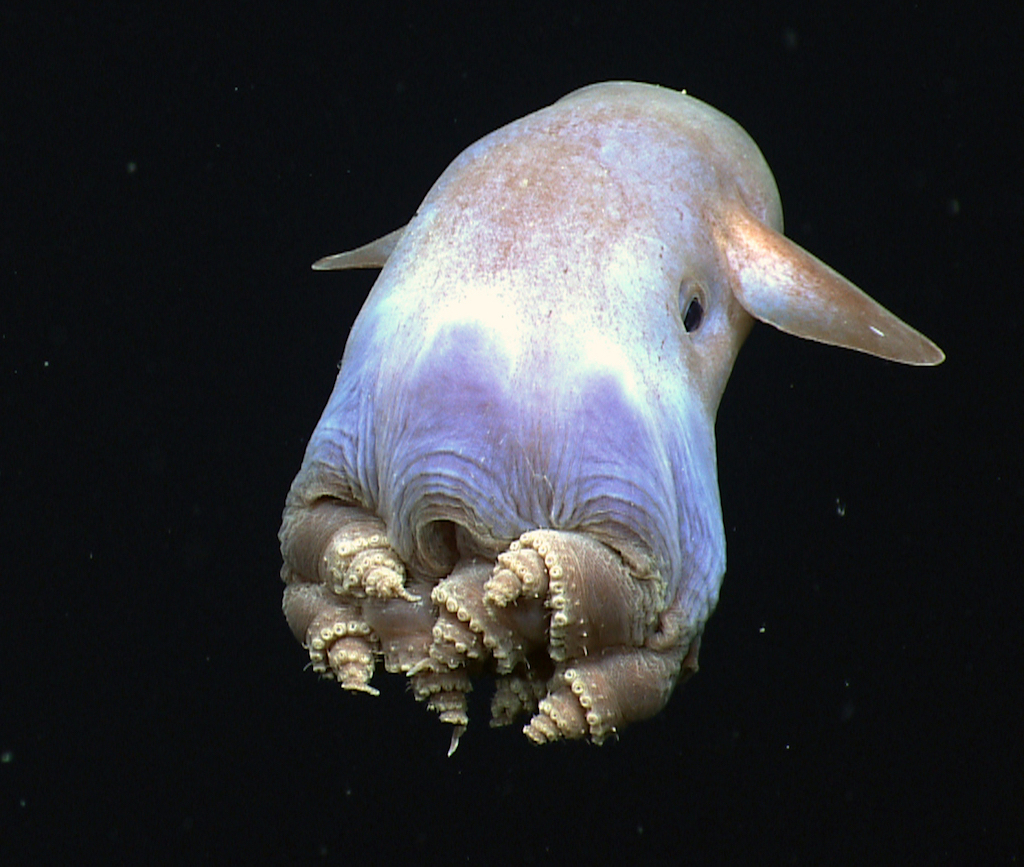 Dumbo Octopus Crazy Critters