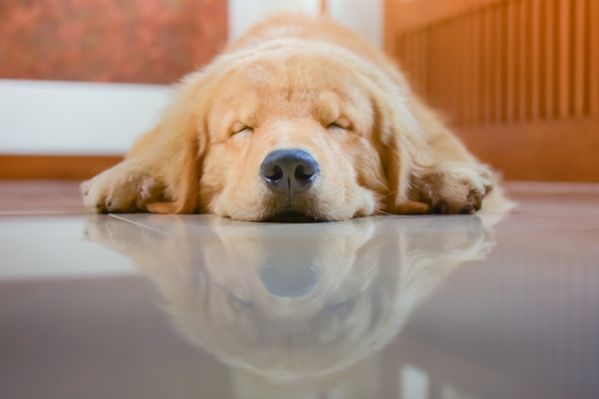 golden retriever sleeping on the floor photos of snoozing dogs