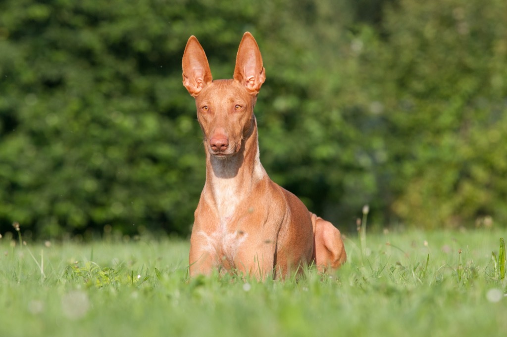 Pharaoh Hound