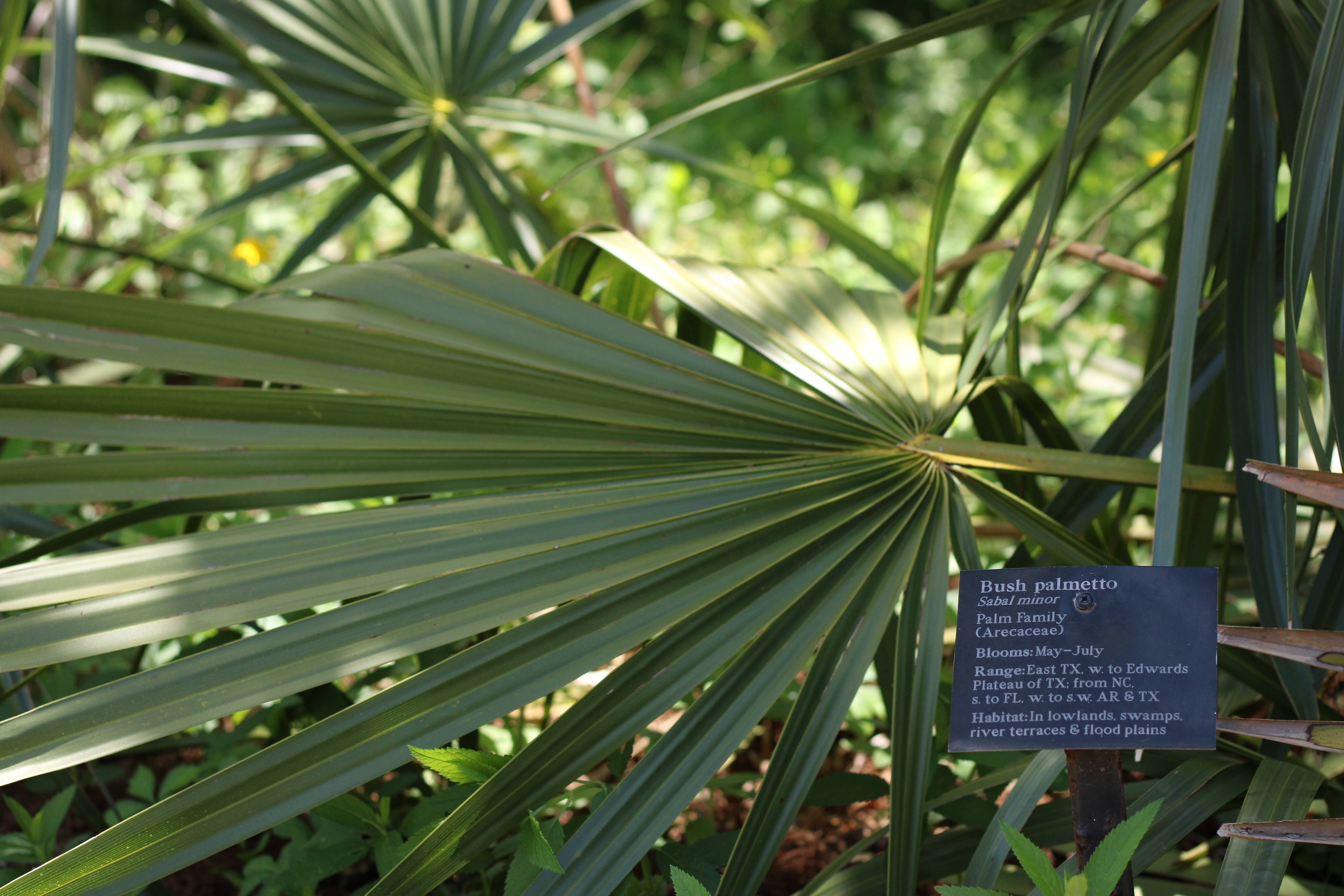 things to do in austin - Ladybird johnson wildlflower center