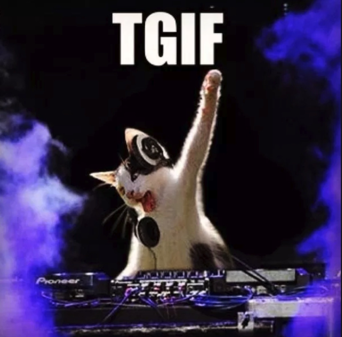 TGIF kitten friday meme