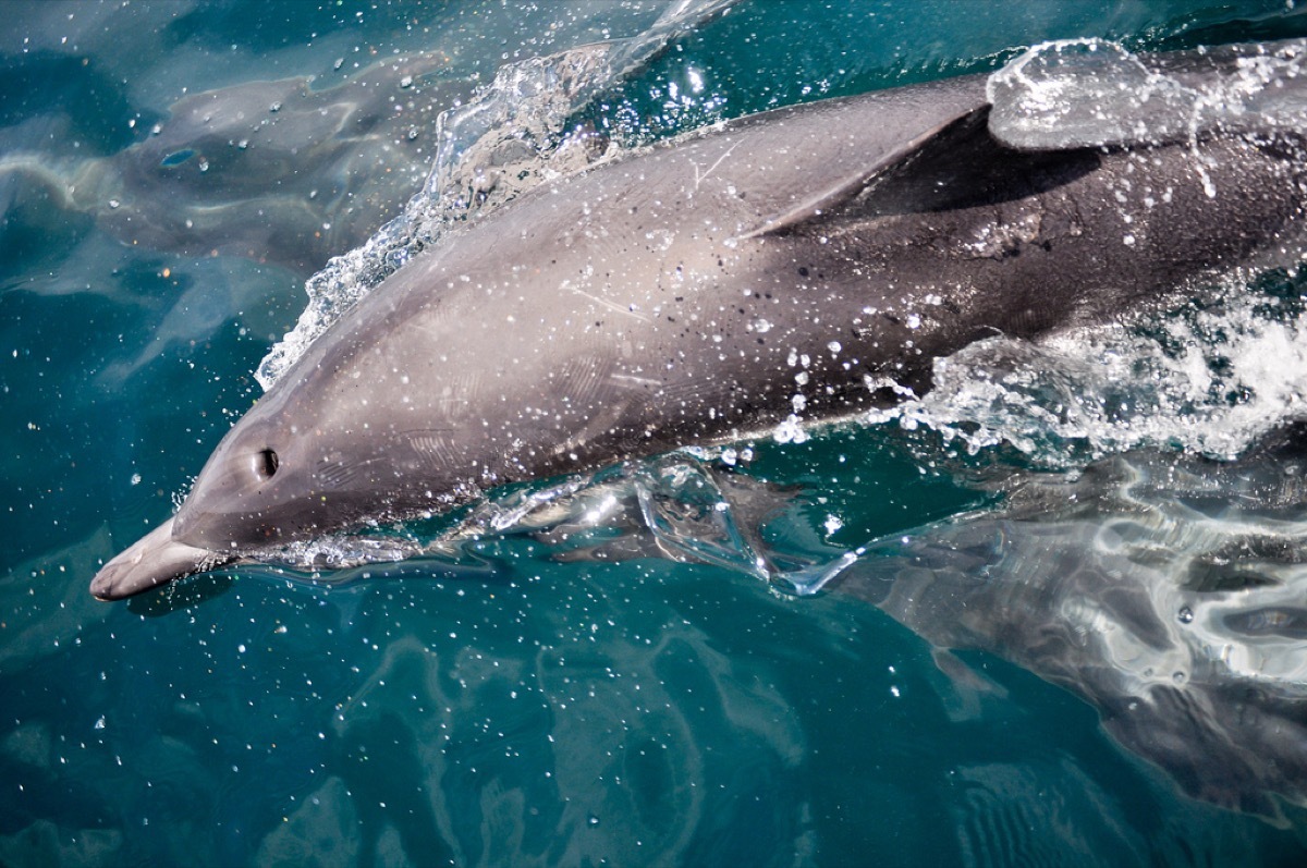 A Dolphin Swimming in the Ocean Dolphin Photos