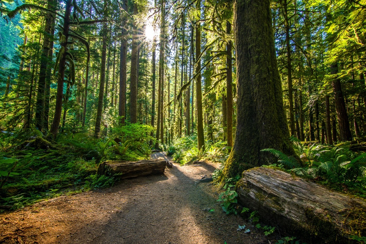 hah rainforest inside the olympic national park