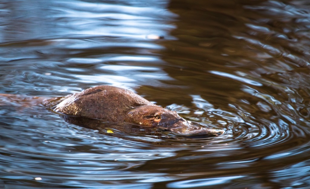 platypus 30 oldest animals on earth