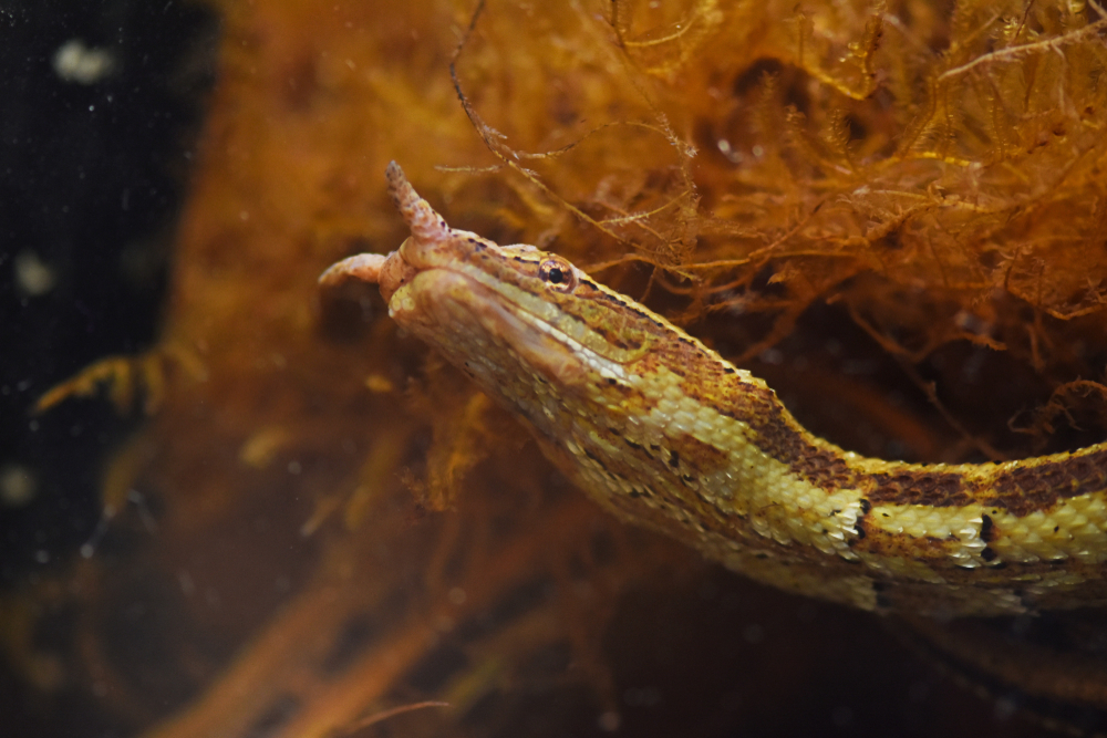 Closeup of a tentacled aquatic snake