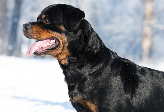 Image result for rottweiler