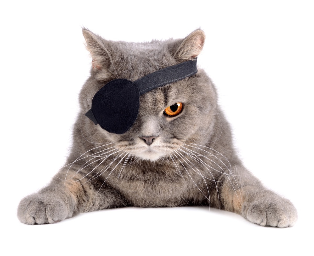 pirate kitten