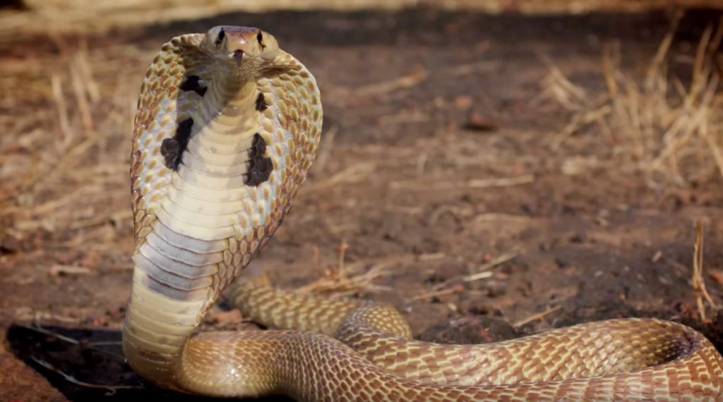 Nicolas Cage King Cobra Craziest Pets