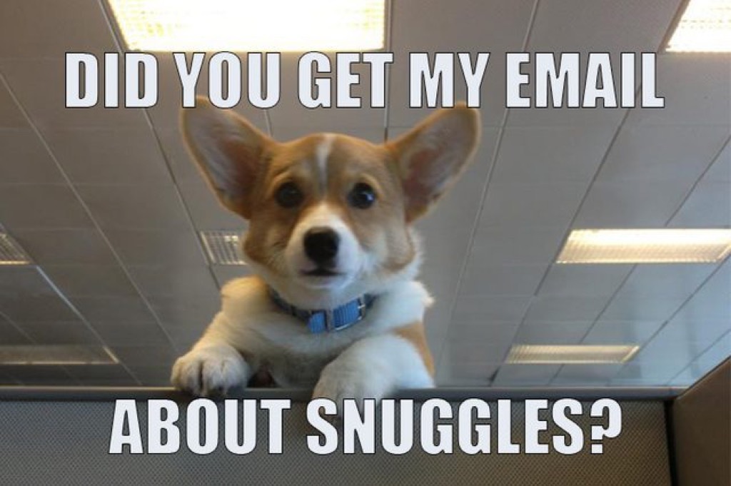 did you get my email about snuggles meme