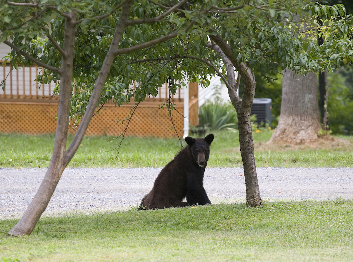 Bear near a neighborhood dirt road