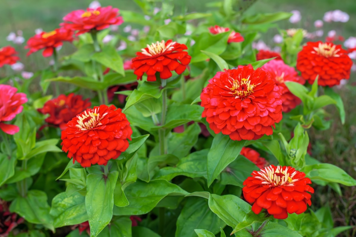 red zinnia plant