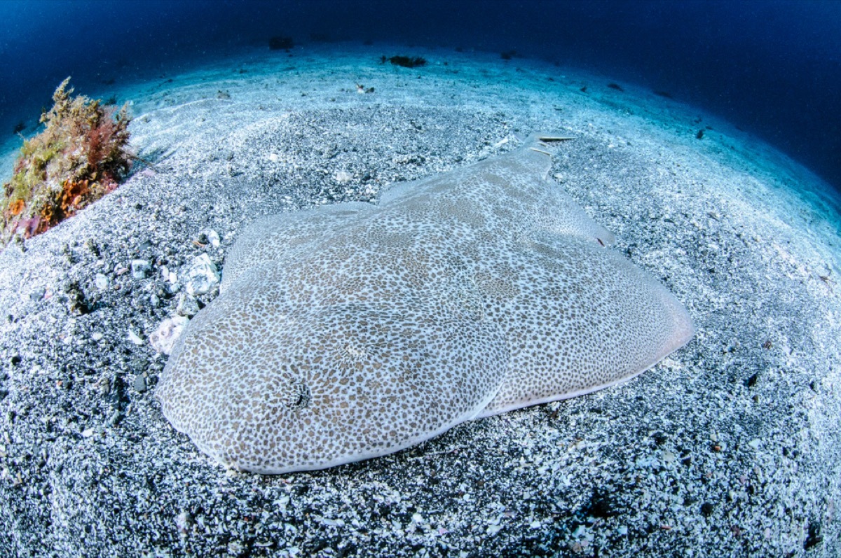 angelshark, shark photos