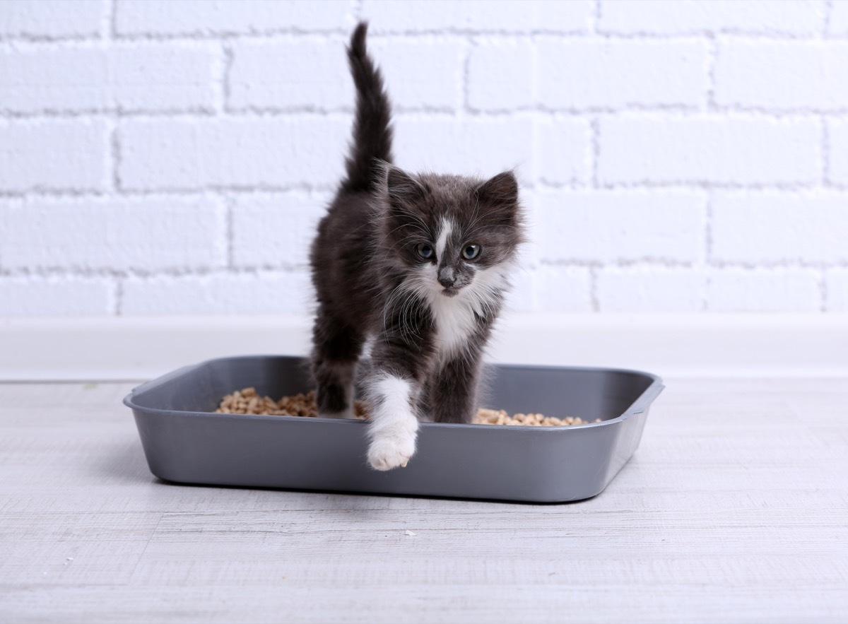 Cat in a litter box