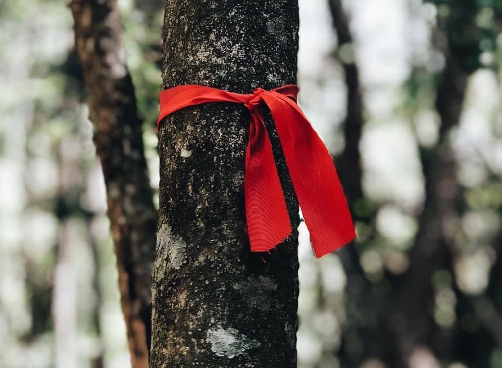 Aokigahara suicide forest