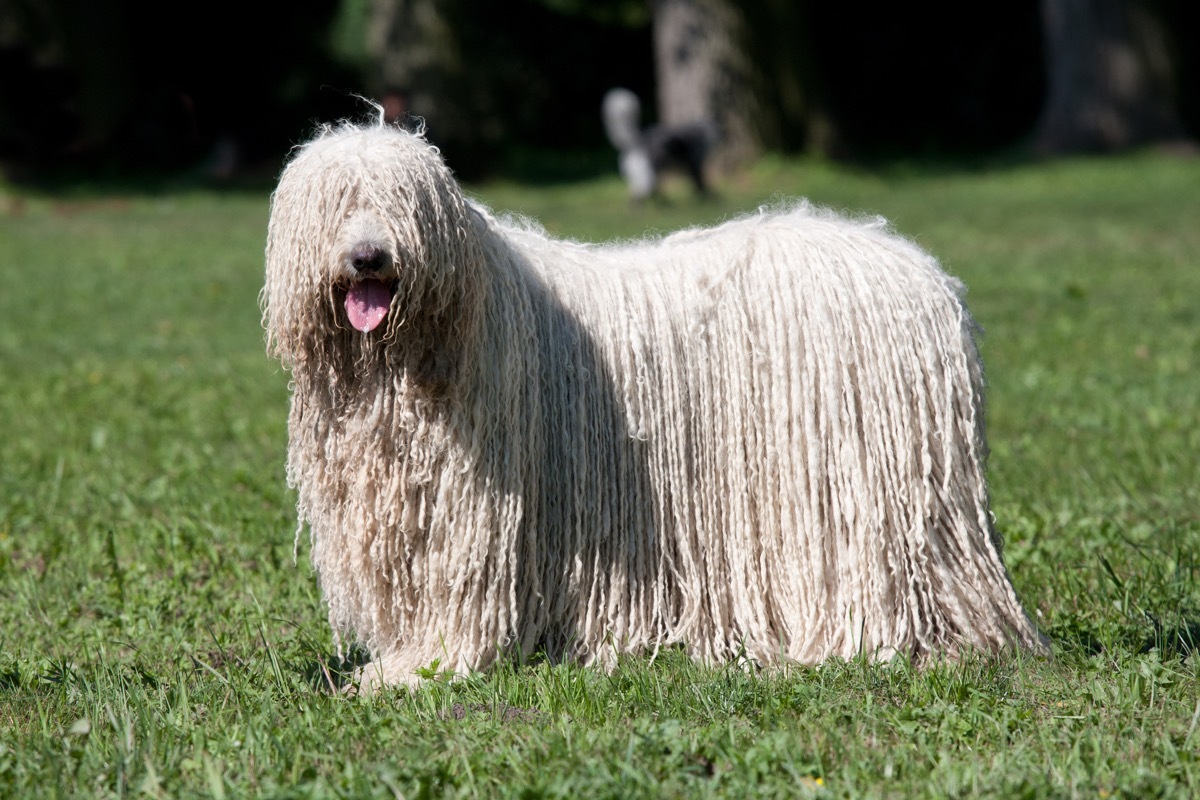 Komondor (Hungarian sheepdog) posing in the park 