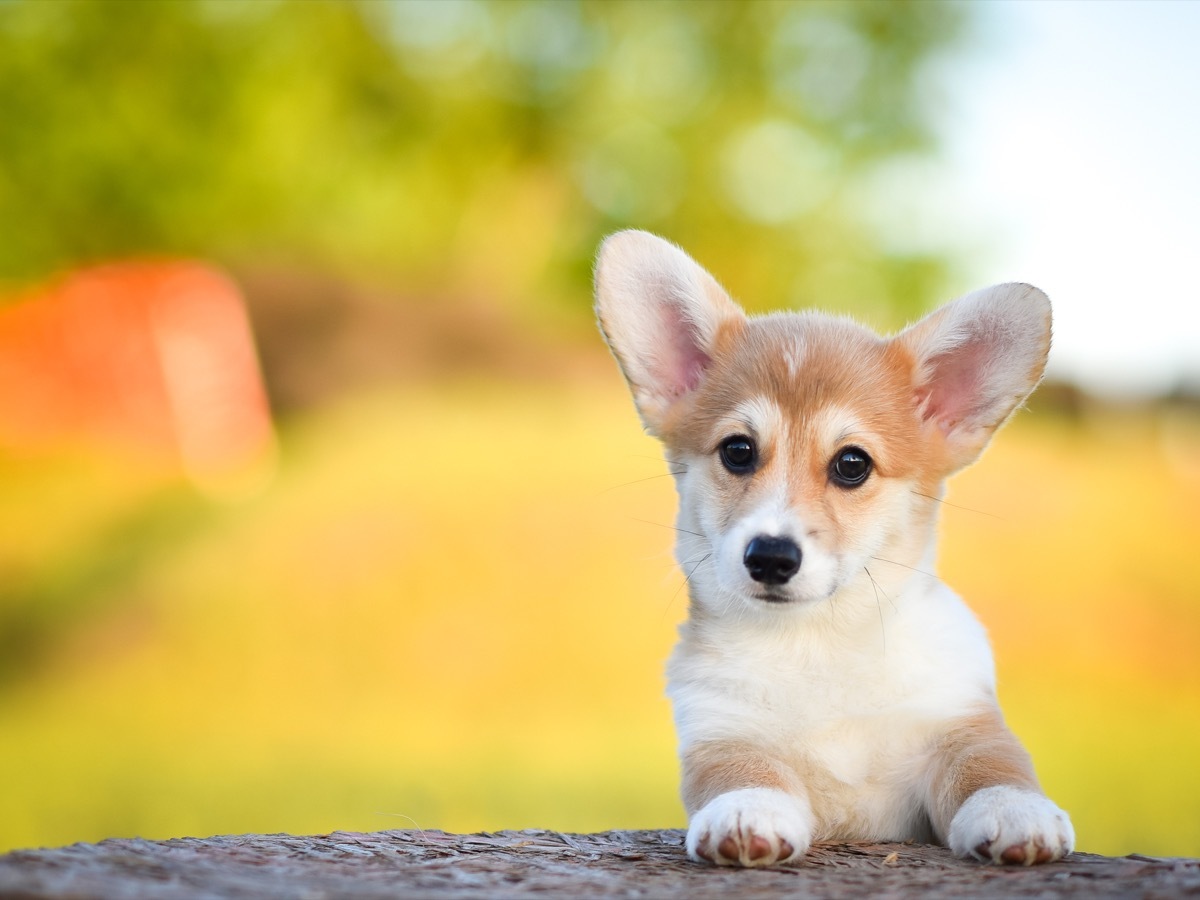 corgi puppy looking over a fence