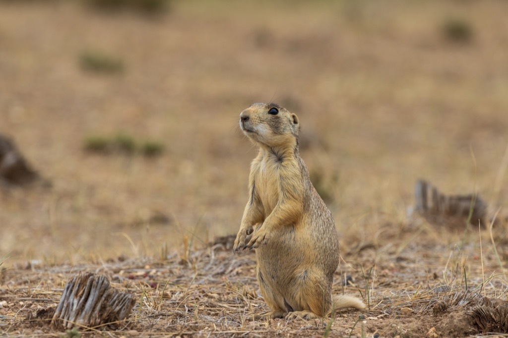 white-tailed prairie dog