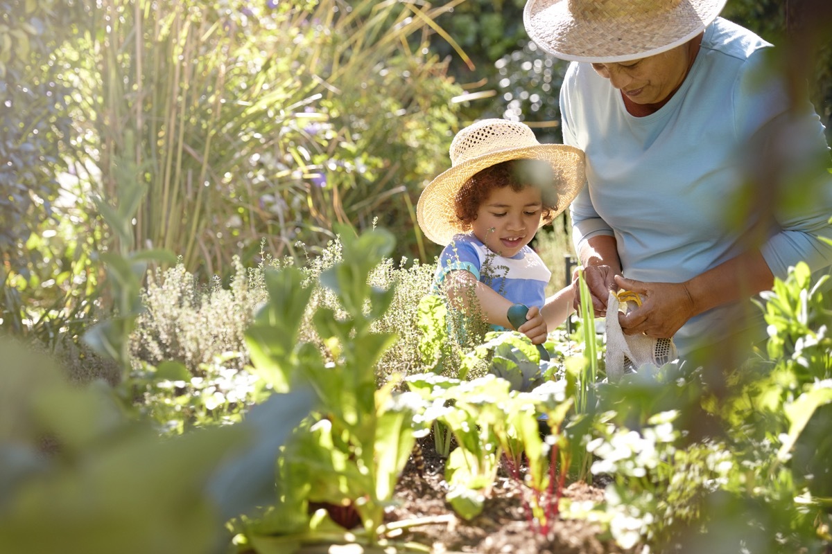 grandmother and grandchild gardening in outdoor vegetable garden in spring or summer season